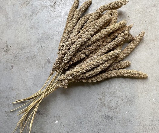 Millet grappe jaune seine et marne meau chateau thierry