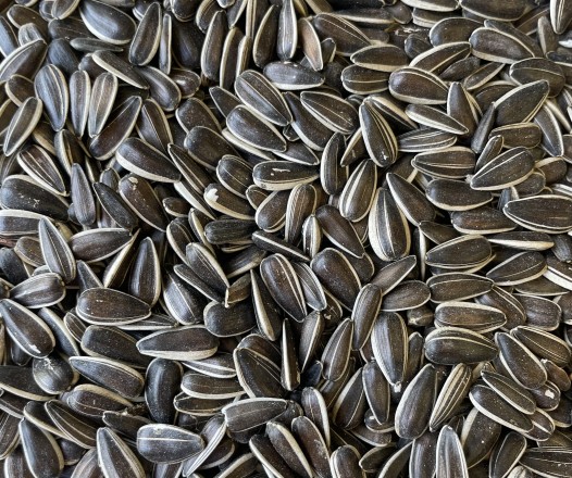 Tournesol strié seine et marne meau chateau thierry