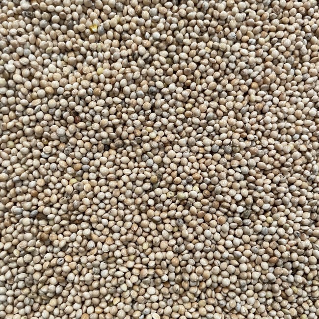 Millet blanc