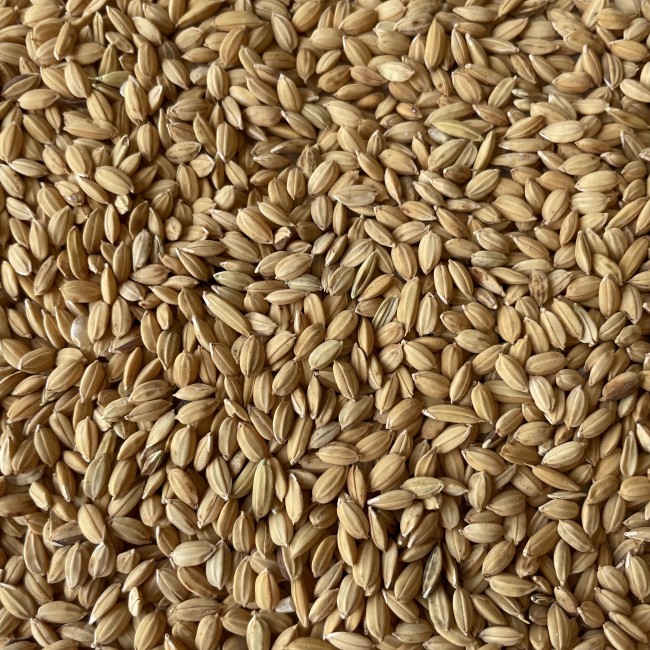 Riz paddy